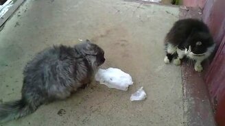Вмешались в кошачью битву - смотреть видео (3:22)