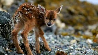 Милый новорожденный оленёнок - смотреть видео (1:34)