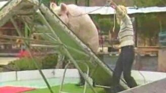 Дрессировка свиньи - дело трудное - смотреть видео (0:54)