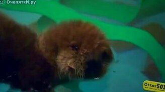 Дарт Вейдер играет с маленькой выдрой - смотреть видео (1:05)