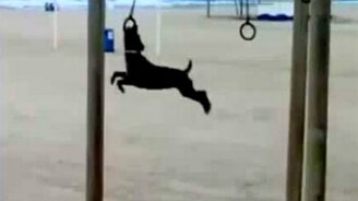 Необычный гимнаст на кольцах - смотреть видео (1:24)