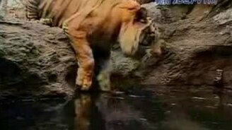 Тигр залезает в воду - смотреть видео (1:04)