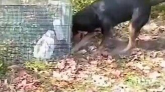 Вызволил кролика из клетки - смотреть видео (0:48)