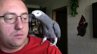 Беседа с попугаем по-мужски - смотреть видео (4:27)