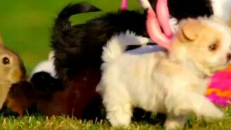 Щеночки и кролики - смотреть видео (1:58)