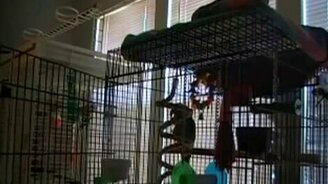 Попугай металлист - смотреть видео (1:02)