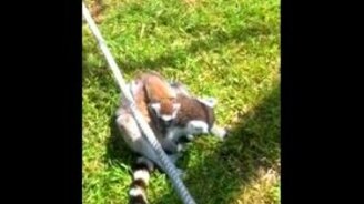 Малыш лемур и верёвка - смотреть видео (0:25)