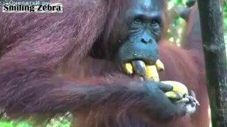 Обезьяна-скупердяй - смотреть видео (0:40)