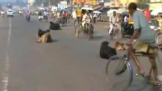 Езда без правил с препятствиями - смотреть видео (0:37)