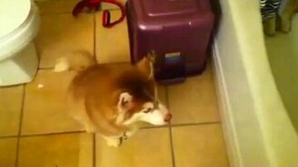 Волнительный для собаки момент - смотреть видео (0:59)