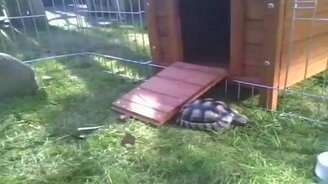 Черепашка чешется - смотреть видео (0:11)