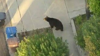 Медведь гуляет по улицам - смотреть видео (0:33)