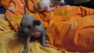 Два друга-соперника - смотреть видео (0:36)