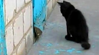 Котёнок помогает собаке - смотреть видео (1:52)