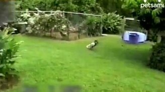 Утка, апорт! - смотреть видео (0:46)