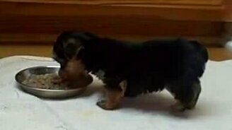 Перевешивает голова - смотреть видео (1:18)