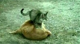 Кошачий тайский массаж - смотреть видео (1:08)