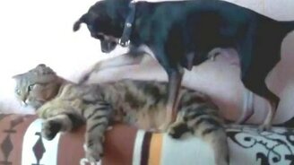 Собака-почесака - смотреть видео (0:39)