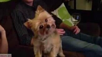 Позитивная собачка и камера - смотреть видео (0:42)