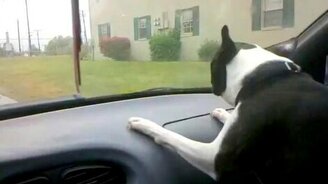 Бульдог атакует дворники - смотреть видео (0:31)