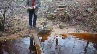 Как должен пересекать реку кот - смотреть видео (0:26)