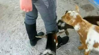 Козлята возле женской ноги - смотреть видео (0:39)