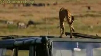 Туалет для кошки - смотреть видео (1:37)