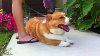 Прибалдел от пылесоса - смотреть видео (0:52)