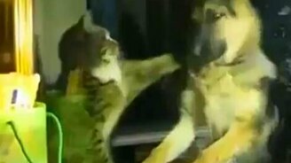 Овчарёнок против кошки - смотреть видео (0:41)