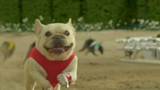 Кроссовки для собак - смотреть видео (0:30)