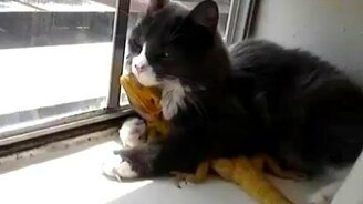 Кошке нравится ящерица - смотреть видео (0:34)