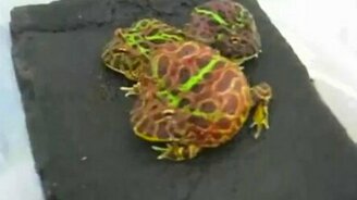 Опасно - не подходить! - смотреть видео (0:13)