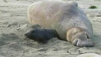 Уснул на хвосте своего детёныша - смотреть видео (0:22)