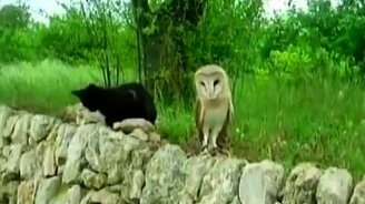 Дружба совы и кота - смотреть видео (3:11)