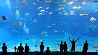 Гигантский аквариум - смотреть видео (4:34)