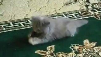 Живой заводной котёнок - смотреть видео (0:29)