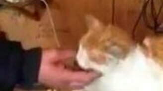 Привет, кошак! - смотреть видео (0:37)