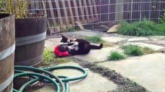 Забавный щенок и кот-ловкач - смотреть видео (0:58)