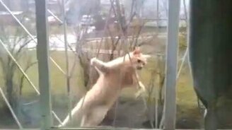 Кот-паук нагулялся - смотреть видео (0:12)