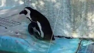 Несгибаемый пингвин - смотреть видео (2:11)