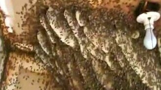 Устроили улей в кладовке - смотреть видео (2:58)