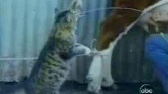 Позитивные зверушки - смотреть видео (11:55)