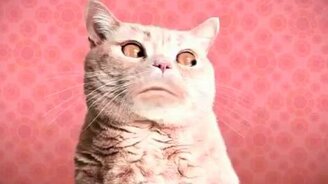 Котошизофрения - смотреть видео (1:27)