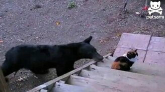 Бесстрашная кошка и медвежонок - смотреть видео (0:32)