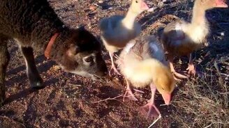 Гусята приняли барашка за газон - смотреть видео (1:23)