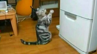 Кот молится перед холодильником - смотреть видео (1:08)