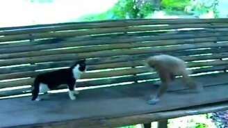 Обезьянка против кота - смотреть видео (1:22)