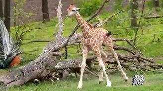 Павлин шокировал жирафёнка - смотреть видео (1:20)