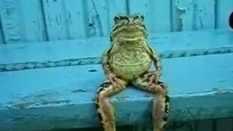 Лягушка на скамейке - смотреть видео (0:43)