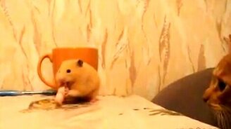 Жадный хомяк - смотреть видео (0:18)